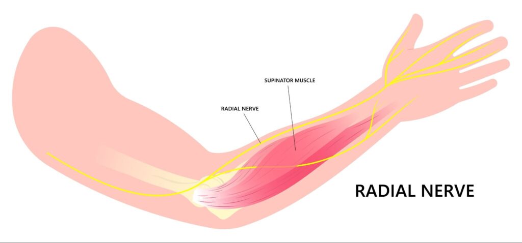 Radial Nerve Singapore
