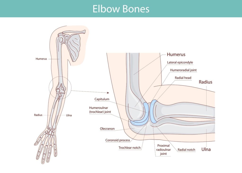 Triceps Tendon Singapore