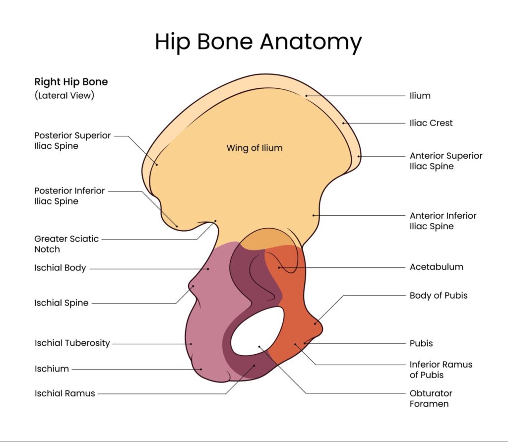 Hip Anatomy Singapore